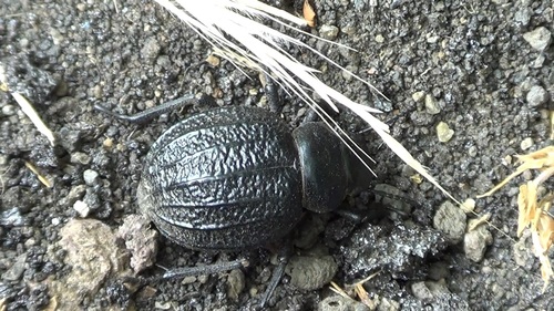 Pimelia rugulosa
