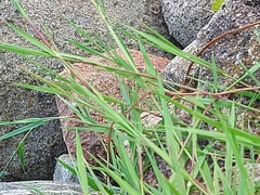 Melica nutans
