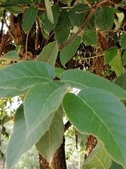Ehretia latifolia