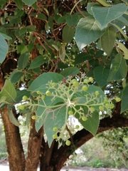 Ehretia latifolia