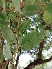 Ehretia latifolia