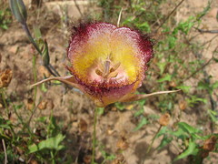 Calochortus fimbriatus