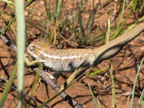 Southern Carpet Chameleon