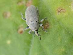 Trichobaris compacta