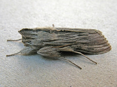 Cucullia chamomillae