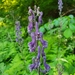 Northern Wolfsbane - Photo (c) Анна Митрошенкова, some rights reserved (CC BY), uploaded by Анна Митрошенкова
