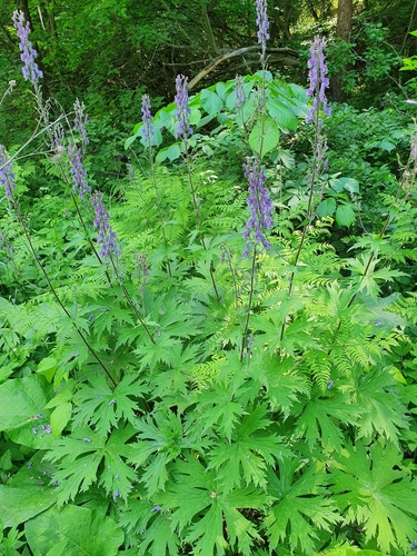 Northern Wolfsbane