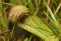Sarracenia psittacina