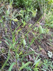 Crotalaria purshii