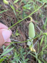 Crotalaria purshii