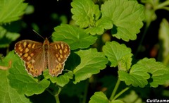 Pararge aegeria