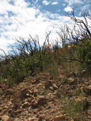 Calochortus fimbriatus