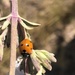 photo of Seven-spotted Lady Beetle (Coccinella septempunctata)