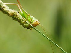 Sepiana sepium