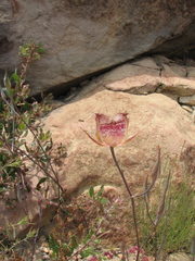 Calochortus fimbriatus