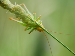Sepiana sepium