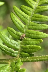 Ditropis pteridis