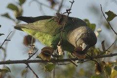 Poicephalus cryptoxanthus cryptoxanthus