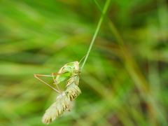 Sepiana sepium