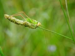 Sepiana sepium