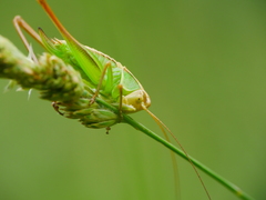 Sepiana sepium