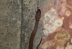 Lycodon anamallensis