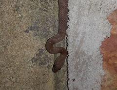 Lycodon anamallensis