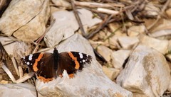 Vanessa atalanta