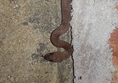 Lycodon anamallensis