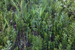Cleistesiopsis