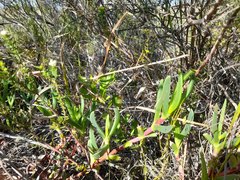 Carpobrotus deliciosus