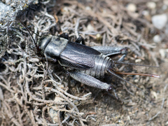 Gryllus saxatilis