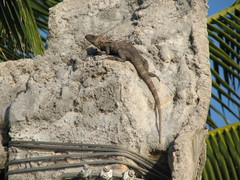 Ctenosaura oedirhina