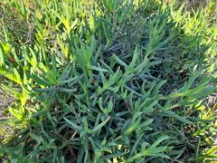Carpobrotus deliciosus