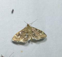 Anania coronata