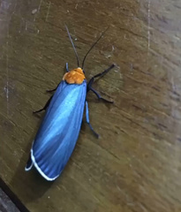 Apistosia judas