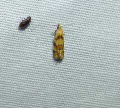 Phtheochroa vitellinana