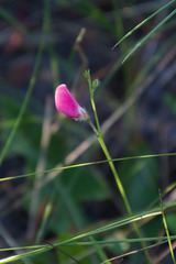 Tephrosia hispidula