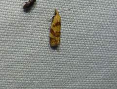 Phtheochroa vitellinana