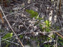 Helichrysum litorale