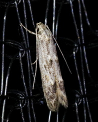 Blastodacna bicristatella