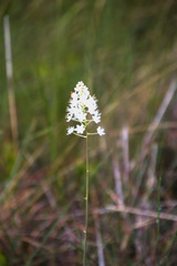 Stenanthium densum