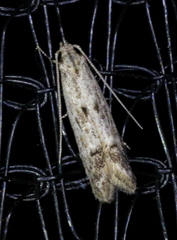 Blastodacna bicristatella