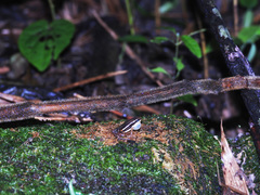 Epipedobates machalilla