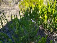 Coleonema pulchellum