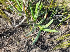 Carpobrotus deliciosus