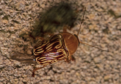 Cryptocephalus fulguratus