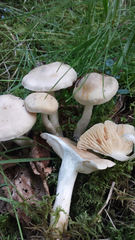 Clitocybe dealbata