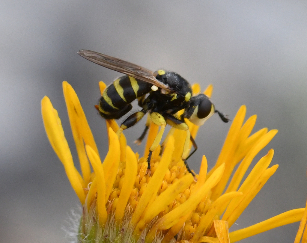 Thick-headed Flies