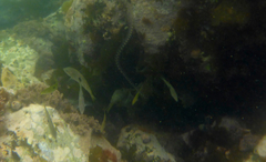 Notolabrus celidotus